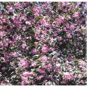 特级大黄AAAAAA片
