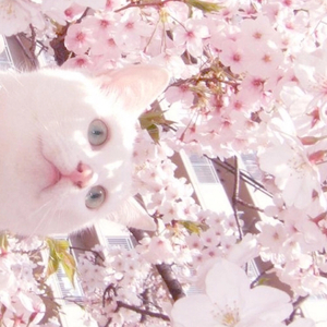 特级大黄AAAAAA片
